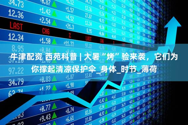 牛津配资 西苑科普 | 大暑“烤”验来袭，它们为你撑起清凉保护伞_身体_时节_薄荷